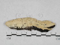 藏品(絲齒菌屬)的圖片