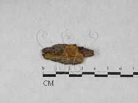 藏品(木層孔菌屬)的圖片