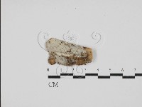 藏品(剛毛絲皮菌)的圖片