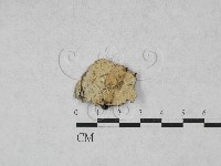 藏品(絲齒菌屬)的圖片