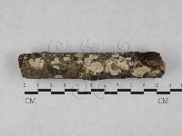 藏品(齒耳菌屬)的圖片