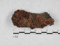 藏品(木層孔菌屬)的圖片