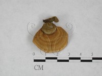 藏品(韌革菌屬)的圖片