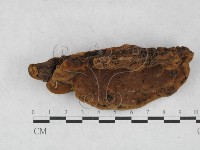 藏品(木層孔菌屬)的圖片