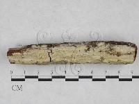 藏品(絲齒菌屬)的圖片