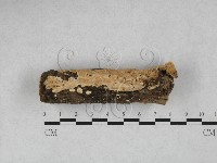 藏品(齒耳菌屬)的圖片