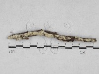 藏品(絲齒菌屬)的圖片