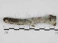 藏品(剛毛絲皮菌)的圖片