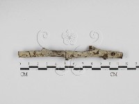 藏品(剛毛絲皮菌)的圖片