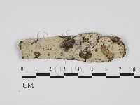 藏品(剛毛絲皮菌)的圖片