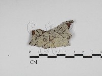 藏品(剛毛絲皮菌)的圖片