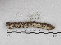 藏品(絲皮菌屬)的圖片