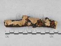 藏品(齒耳菌屬)的圖片