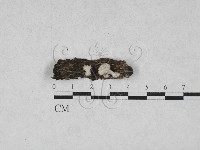 藏品(裂褶菌)的圖片