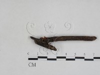 藏品()的圖片