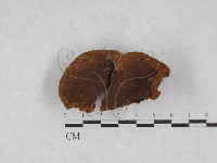 藏品(木層孔菌屬)的圖片