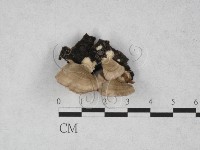 藏品(附毛菌屬)的圖片