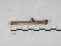 藏品(絲齒菌屬)的圖片