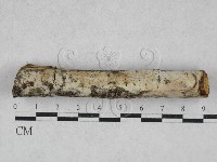 藏品(絲皮菌屬)的圖片