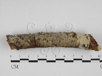 藏品(剛毛絲皮菌)的圖片