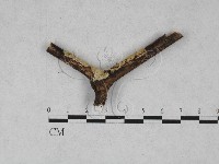 藏品(齒耳菌屬)的圖片