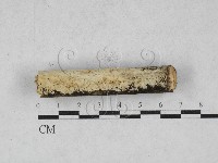 藏品(絲齒菌屬)的圖片