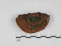 藏品(木層孔菌屬)的圖片