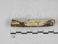 藏品(絲齒菌屬)的圖片