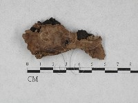 藏品(孔韌菌屬)的圖片