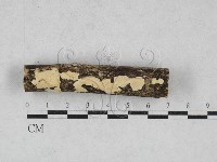 藏品(革墊菌屬)的圖片