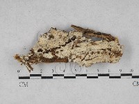 藏品(顯絲菌屬)的圖片