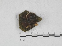 藏品(紅菇屬)的圖片