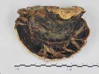 藏品(松生擬層孔菌)的圖片