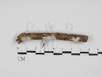 藏品(剛毛絲皮菌)的圖片