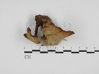 藏品(集毛菌屬)的圖片