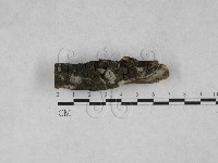 藏品(粗糙孢菌屬)的圖片