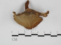 藏品(集毛菌屬)的圖片