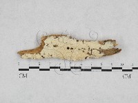 藏品(絲齒菌屬)的圖片