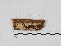 藏品(絲皮菌屬)的圖片