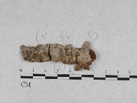 藏品(絲齒菌屬)的圖片