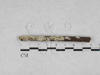 藏品(絲齒菌屬)的圖片