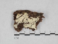 藏品(絲齒菌屬)的圖片