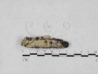 藏品(剛毛絲皮菌)的圖片