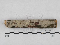 藏品(絲皮菌屬)的圖片