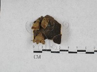 藏品(韌革菌屬)的圖片