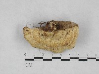 藏品(栓菌屬)的圖片