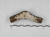 藏品(刺皮菌屬)的圖片