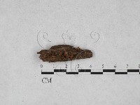 藏品(膠角耳屬)的圖片