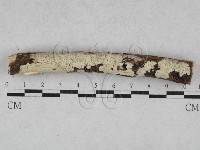 藏品(絲皮菌屬)的圖片