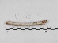 藏品(絲皮菌屬)的圖片